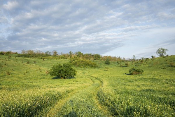 Discover your perfect forest escape: enchanting lodgings and horse-drawn carriage adventures await!